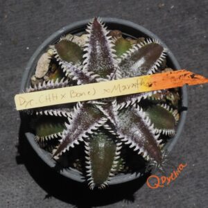 Dyckia (Heaven and Hell x Bone) X Marathon
