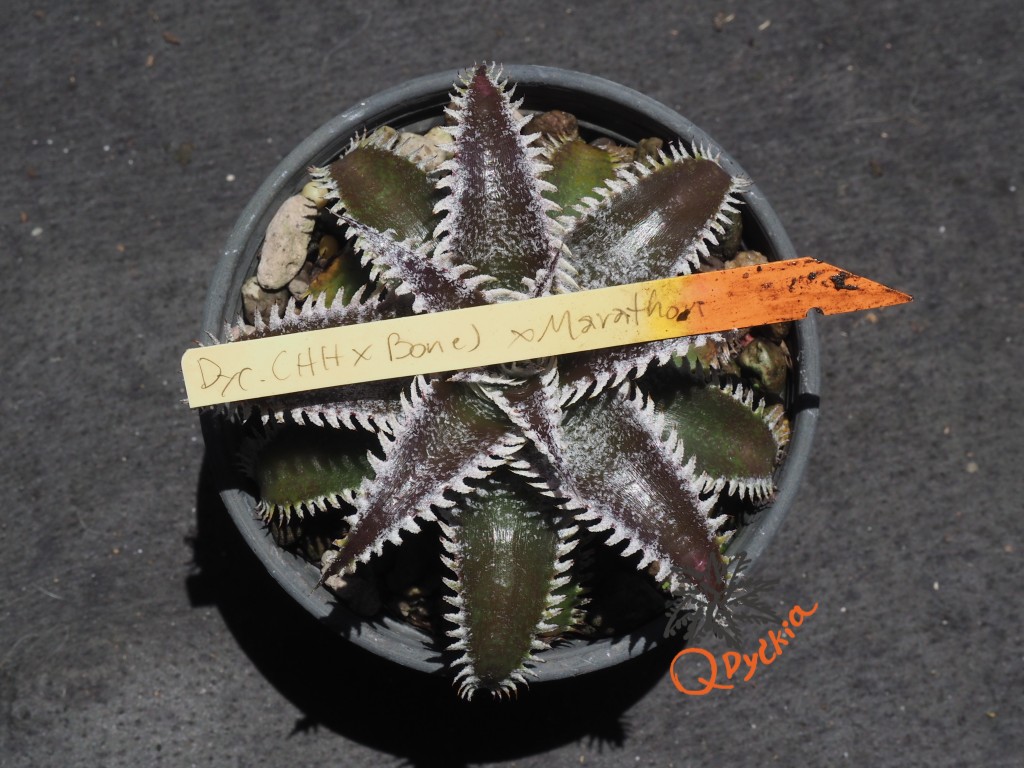 Dyckia (Heaven and Hell x Bone) X Marathon