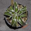 Dyckia Marathon x Bone