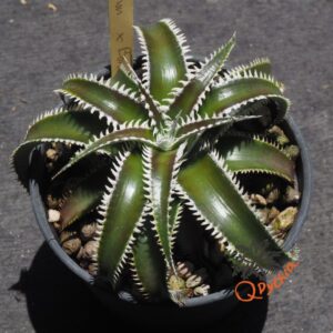 Dyckia Marathon x Bone