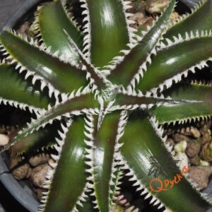 Dyckia Marathon x Bone