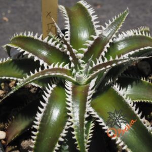 Dyckia Marathon x Bone