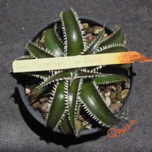 Dyckia Marathon x Bone
