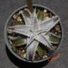 Dyckia Marathon x Wasabi