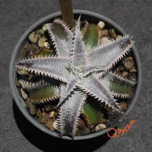 Dyckia Marathon x Wasabi