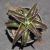 Dyckia Wasabi x Marathon