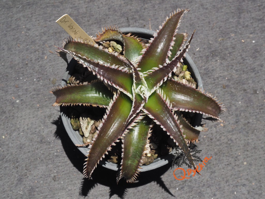 Dyckia Wasabi x Marathon