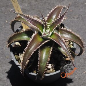 Dyckia Wasabi x Marathon