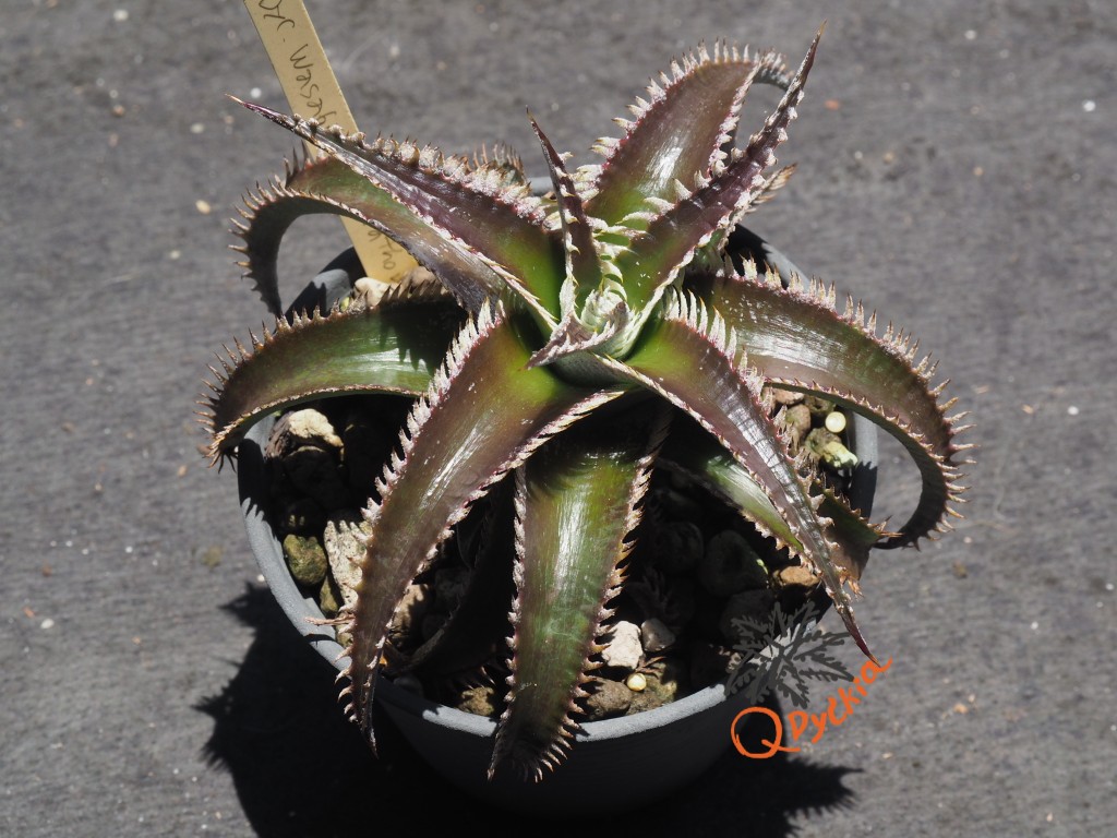 Dyckia Wasabi x Marathon