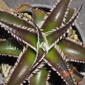 Dyckia Wasabi x Marathon