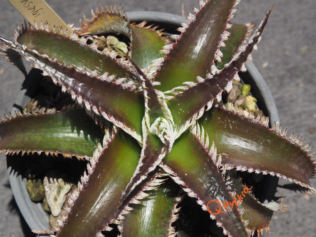 Dyckia Wasabi x Marathon