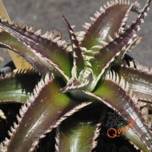 Dyckia Wasabi x Marathon