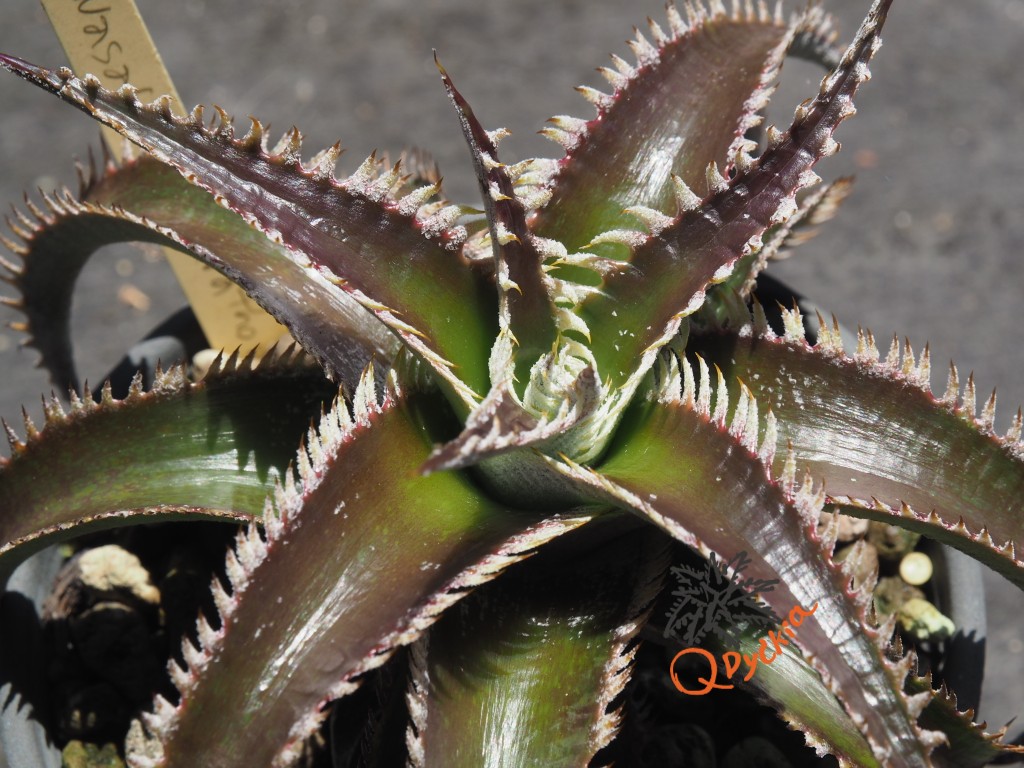 Dyckia Wasabi x Marathon