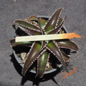 Dyckia Wasabi x Marathon