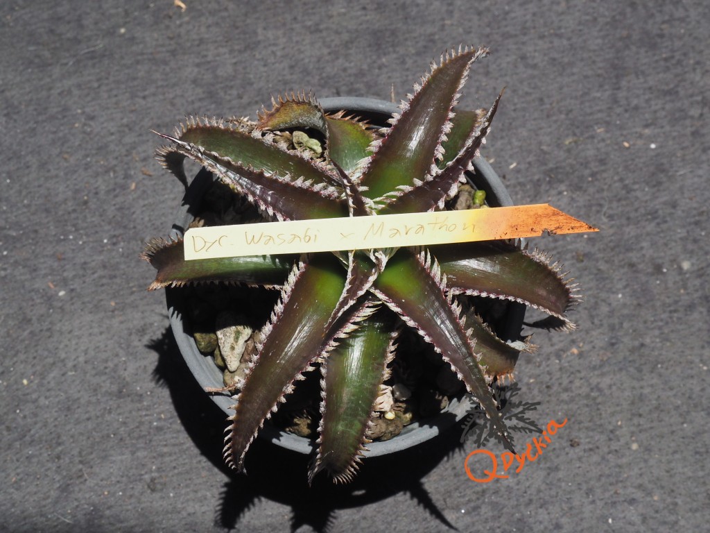 Dyckia Wasabi x Marathon