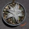 Dyckia (Heaven and Hell x Bone) X Marathon