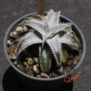 Dyckia (Heaven and Hell x Bone) X Marathon