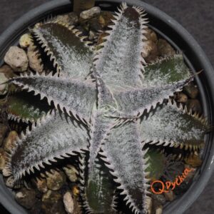 Dyckia (Heaven and Hell x Bone) X Marathon
