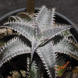 Dyckia (Heaven and Hell x Bone) X Marathon