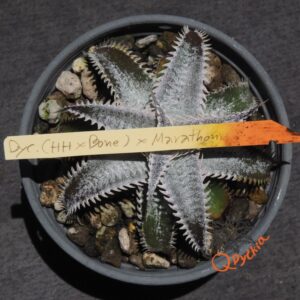 Dyckia (Heaven and Hell x Bone) X Marathon