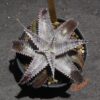 Dyckia HU-5 x Marathon