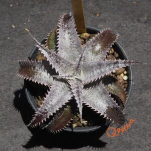 Dyckia HU-5 x Marathon