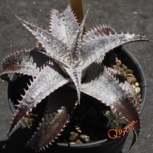 Dyckia HU-5 x Marathon