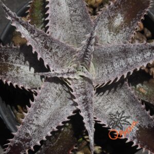 Dyckia HU-5 x Marathon