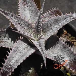 Dyckia HU-5 x Marathon