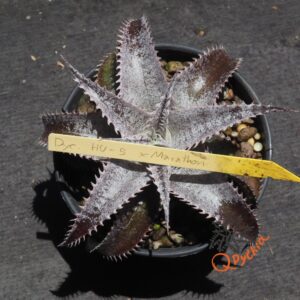 Dyckia HU-5 x Marathon