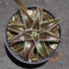 Dyckia (Heaven and Hell x Bone) X Marathon