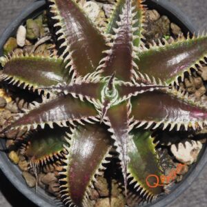Dyckia (Heaven and Hell x Bone) X Marathon