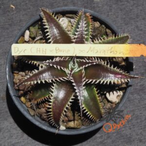 Dyckia (Heaven and Hell x Bone) X Marathon