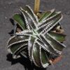 Dyckia Marathon x Wasabi
