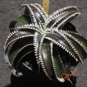 Dyckia Marathon x Wasabi