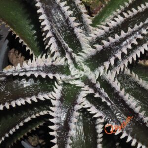 Dyckia Marathon x Wasabi
