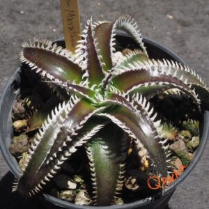 Dyckia Wasabi x Marathon