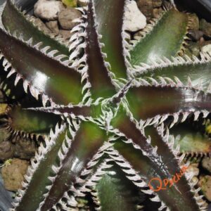 Dyckia Wasabi x Marathon