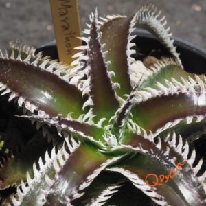 Dyckia Wasabi x Marathon