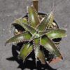 Dyckia Wasabi x Marathon