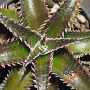 Dyckia Wasabi x Marathon