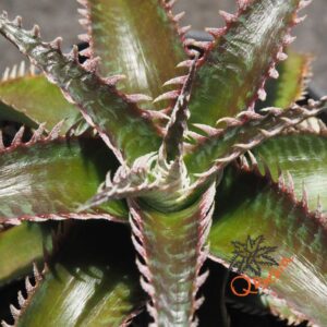 Dyckia Wasabi x Marathon