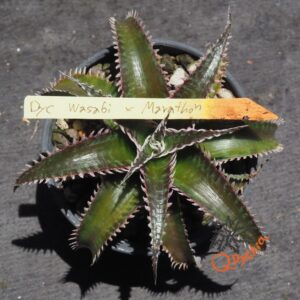 Dyckia Wasabi x Marathon