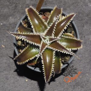 Dyckia Marathon x Wasabi