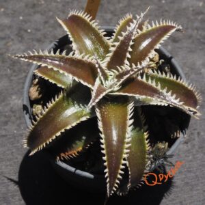 Dyckia Marathon x Wasabi