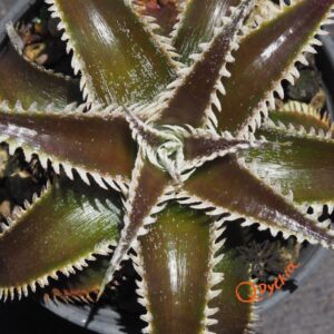 Dyckia Marathon x Wasabi