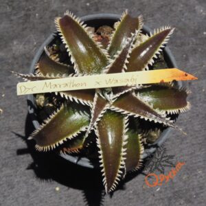 Dyckia Marathon x Wasabi