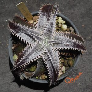 Dyckia HU-5 x Red Lotus