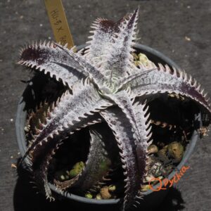 Dyckia HU-5 x Red Lotus