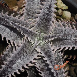 Dyckia HU-5 x Red Lotus